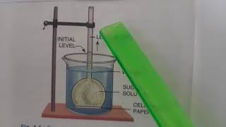 Experiment to demonstrate Osmosis [upl. by Sosthina]