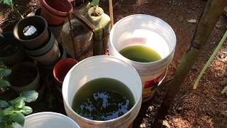 How to grow Green Water Algae [upl. by Craig569]