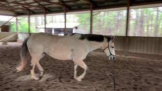 Thoroughbred Mare Stifle and Hock Arthritis Lameness Recovery [upl. by Leehar164]