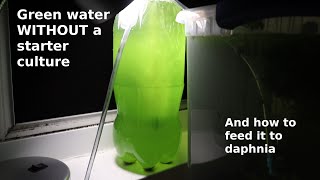 Green Water WITHOUT a Starter Culture  From Scratch  How To [upl. by Aural693]