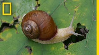 Snail Hits Predator with Its Shell  National Geographic [upl. by Idyak]