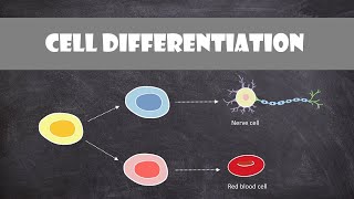 Cell Differentiation amp Gene Expression  Cell Biology [upl. by Atinal131]