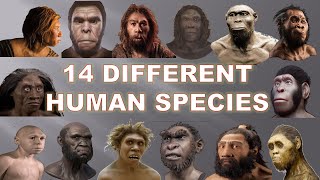 14 Human Species That Existed Before Us 2020  Explained [upl. by Reldnahc891]