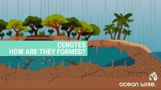 How are Cenotes Formed  Ocean Education [upl. by Sholley]