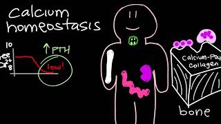 Calcium Homeostasis and Parathyroid Hormone  PTH [upl. by Franzen]