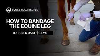 How to Bandage the Equine Leg [upl. by Inajar224]