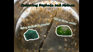 How To Culture Daphnia and Moinas using Green Water Spirulina powder [upl. by Molahs770]