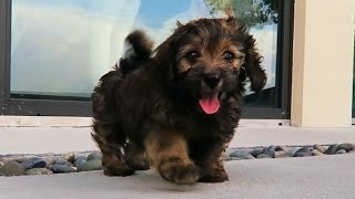 A NEW PUPPY Super Cooper Sunday 67 [upl. by Linis]