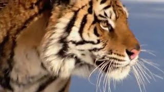 The Siberian Tiger  The Life of Mammals  BBC Earth [upl. by Nivloc643]