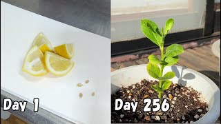 食べたレモンの種を取って植えてみると…  How to grow lemon from store bought lemon [upl. by Enneirdna]