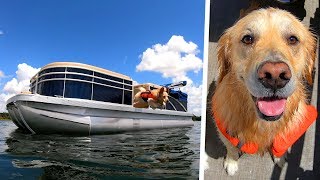 CUSTOM BOAT UPGRADE FOR DOGS  Super Cooper Sunday 205 [upl. by Labanna]