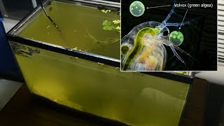 Raising Daphnia for the Freshwater Aquarium [upl. by Harifaz]