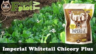 Whitetail Institute Chicory Plus Food Plots [upl. by Kelli]