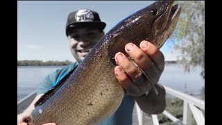 How to Fish with Shiners  Live Bait [upl. by Leiuqeze436]