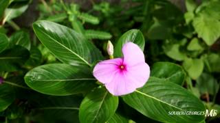 Catharanthus roseus  la pervenche de Madagascar [upl. by Eelinej]