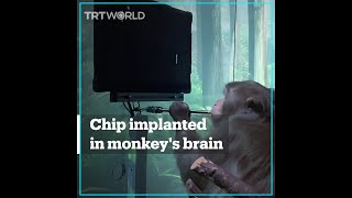 Monkey plays video game with Neuralink brain implant [upl. by Aushoj]