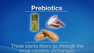 Prebiotics vs Probiotics What are the differences [upl. by Nyliram]