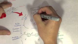 Fisología Unión Neuromuscular [upl. by Cummine]