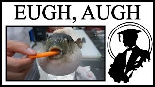 Why This Pufferfish Ate A Carrot [upl. by Skier]