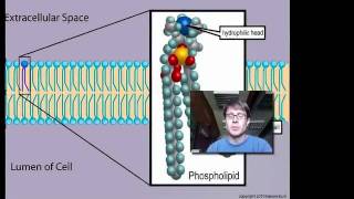 Cell Membranes [upl. by Obediah]