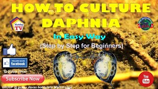 HOW TO CULTURE DAPHNIA In Easy Way [upl. by Shelagh]