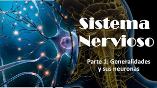 Sistema Nervioso parte 1 Generalidades y sus neuronas [upl. by Acisej]