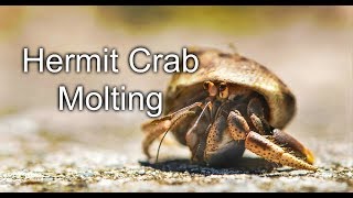 Hermit Crab Molting [upl. by Nihsfa]