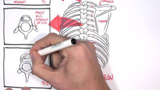 Anatomy Thorax Overview  Ribs Sternal angle Pleura and Pneumothorax [upl. by Jenny621]