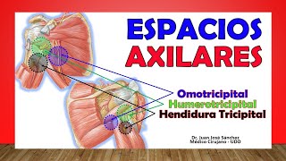 🥇 ESPACIOS AXILARES Humerotricipital Omotricipital ¡Fácil Explicación [upl. by Llenaej]